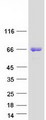 EPN2 Protein - Purified recombinant protein EPN2 was analyzed by SDS-PAGE gel and Coomassie Blue Staining