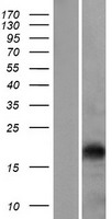 EPO / Erythropoietin Protein - Western validation with an anti-DDK antibody * L: Control HEK293 lysate R: Over-expression lysate
