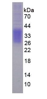 EPO / Erythropoietin Protein - Eukaryotic Erythropoietin By SDS-PAGE