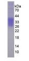 EPO / Erythropoietin Protein - Eukaryotic Erythropoietin By SDS-PAGE