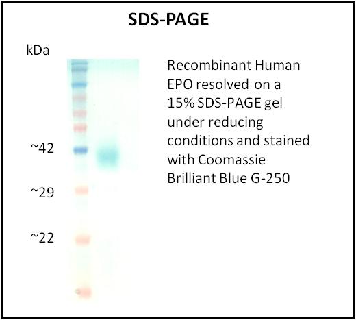 EPO / Erythropoietin Protein