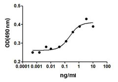 EPO / Erythropoietin Protein - TF-1 cell proliferation induced by human EPO.