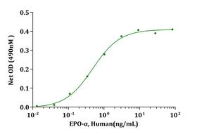 EPO / Erythropoietin Protein - Biological Activity EPO-alfa, Human stimulates cell proliferation of TF-1 cells. The ED 50 for this effect is less than 1ng/mL.