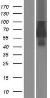 EPOR / EPO Receptor Protein - Western validation with an anti-DDK antibody * L: Control HEK293 lysate R: Over-expression lysate
