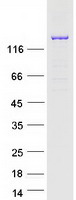 EPRS / PARS Protein - Purified recombinant protein EPRS was analyzed by SDS-PAGE gel and Coomassie Blue Staining