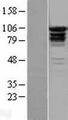EPS15L1 / EPS15R Protein - Western validation with an anti-DDK antibody * L: Control HEK293 lysate R: Over-expression lysate