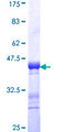 EPS8L1 Protein - 12.5% SDS-PAGE Stained with Coomassie Blue.