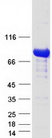 EPS8L2 Protein - Purified recombinant protein EPS8L2 was analyzed by SDS-PAGE gel and Coomassie Blue Staining