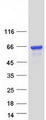 EPS8L3 Protein - Purified recombinant protein EPS8L3 was analyzed by SDS-PAGE gel and Coomassie Blue Staining