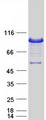 Epsin 1 / EPN1 Protein - Purified recombinant protein EPN1 was analyzed by SDS-PAGE gel and Coomassie Blue Staining