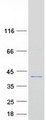 EPSTI1 Protein - Purified recombinant protein EPSTI1 was analyzed by SDS-PAGE gel and Coomassie Blue Staining