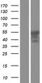ER81 / ETV1 Protein - Western validation with an anti-DDK antibody * L: Control HEK293 lysate R: Over-expression lysate