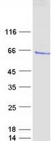 ER81 / ETV1 Protein - Purified recombinant protein ETV1 was analyzed by SDS-PAGE gel and Coomassie Blue Staining
