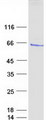 ER81 / ETV1 Protein - Purified recombinant protein ETV1 was analyzed by SDS-PAGE gel and Coomassie Blue Staining