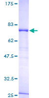 ERAL1 Protein - 12.5% SDS-PAGE of human ERAL1 stained with Coomassie Blue