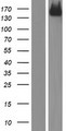 ERBB2 / HER2 Protein - Western validation with an anti-DDK antibody * L: Control HEK293 lysate R: Over-expression lysate