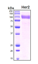 ERBB2 / HER2 Protein - SDS-PAGE under reducing conditions and visualized by Coomassie blue staining