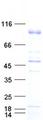 ERBB2 / HER2 Protein