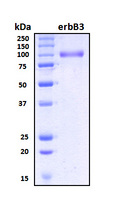 ERBB3 / HER3 Protein - SDS-PAGE under reducing conditions and visualized by Coomassie blue staining