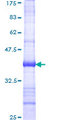 ERBB4 / HER4 Protein - 12.5% SDS-PAGE Stained with Coomassie Blue.