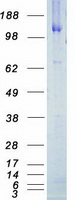 ERBB4 / HER4 Protein - Purified recombinant protein ERBB4 was analyzed by SDS-PAGE gel and Coomassie Blue Staining