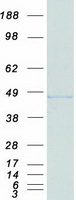 ERCC1 Protein - Purified recombinant protein ERCC1 was analyzed by SDS-PAGE gel and Coomassie Blue Staining