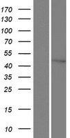 ERCC2 / XPD Protein - Western validation with an anti-DDK antibody * L: Control HEK293 lysate R: Over-expression lysate