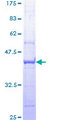 ERCC3 / XPB Protein - 12.5% SDS-PAGE Stained with Coomassie Blue.