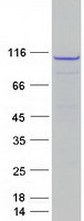 ERCC4 / XPF Protein - Purified recombinant protein ERCC4 was analyzed by SDS-PAGE gel and Coomassie Blue Staining