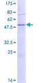 ERdj4 / DNAJB9 Protein - 12.5% SDS-PAGE of human DNAJB9 stained with Coomassie Blue