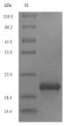 EREG / Epiregulin Protein - (Tris-Glycine gel) Discontinuous SDS-PAGE (reduced) with 5% enrichment gel and 15% separation gel.