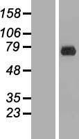 ERF / PE2 Protein - Western validation with an anti-DDK antibody * L: Control HEK293 lysate R: Over-expression lysate