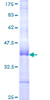 ERG-1 / CUZD1 Protein - 12.5% SDS-PAGE Stained with Coomassie Blue.