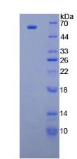 ERG-1 / CUZD1 Protein - Recombinant CUB And Zona Pellucida Like Domains Protein 1 By SDS-PAGE