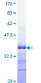 ERG Protein - 12.5% SDS-PAGE Stained with Coomassie Blue.