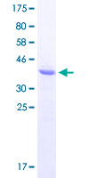 ERG Protein - 12.5% SDS-PAGE Stained with Coomassie Blue.