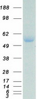 ERG Protein - Purified recombinant protein ERG was analyzed by SDS-PAGE gel and Coomassie Blue Staining