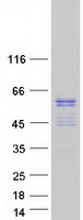 ERG Protein - Purified recombinant protein ERG was analyzed by SDS-PAGE gel and Coomassie Blue Staining