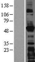 ERGIC-53 / LMAN1 Protein - Western validation with an anti-DDK antibody * L: Control HEK293 lysate R: Over-expression lysate