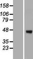 ERGIC3 Protein - Western validation with an anti-DDK antibody * L: Control HEK293 lysate R: Over-expression lysate