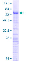 ERI1 / HEXO Protein - 12.5% SDS-PAGE of human THEX1 stained with Coomassie Blue