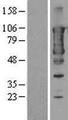 ERIC-1 / TACC3 Protein - Western validation with an anti-DDK antibody * L: Control HEK293 lysate R: Over-expression lysate