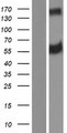 ERLEC1 Protein - Western validation with an anti-DDK antibody * L: Control HEK293 lysate R: Over-expression lysate
