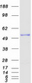 ERLEC1 Protein - Purified recombinant protein ERLEC1 was analyzed by SDS-PAGE gel and Coomassie Blue Staining