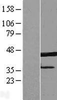 ERLIN1 / SPFH1 Protein - Western validation with an anti-DDK antibody * L: Control HEK293 lysate R: Over-expression lysate