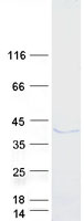 ERLIN1 / SPFH1 Protein - Purified recombinant protein ERLIN1 was analyzed by SDS-PAGE gel and Coomassie Blue Staining