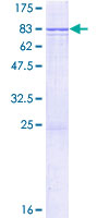 ERMAP / SC Protein - 12.5% SDS-PAGE of human ERMAP stained with Coomassie Blue