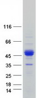 ERMAP / SC Protein - Purified recombinant protein ERMAP was analyzed by SDS-PAGE gel and Coomassie Blue Staining