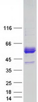 ERMAP / SC Protein - Purified recombinant protein ERMAP was analyzed by SDS-PAGE gel and Coomassie Blue Staining