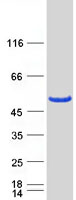 ERMN / Juxtanodin Protein - Purified recombinant protein ERMN was analyzed by SDS-PAGE gel and Coomassie Blue Staining
